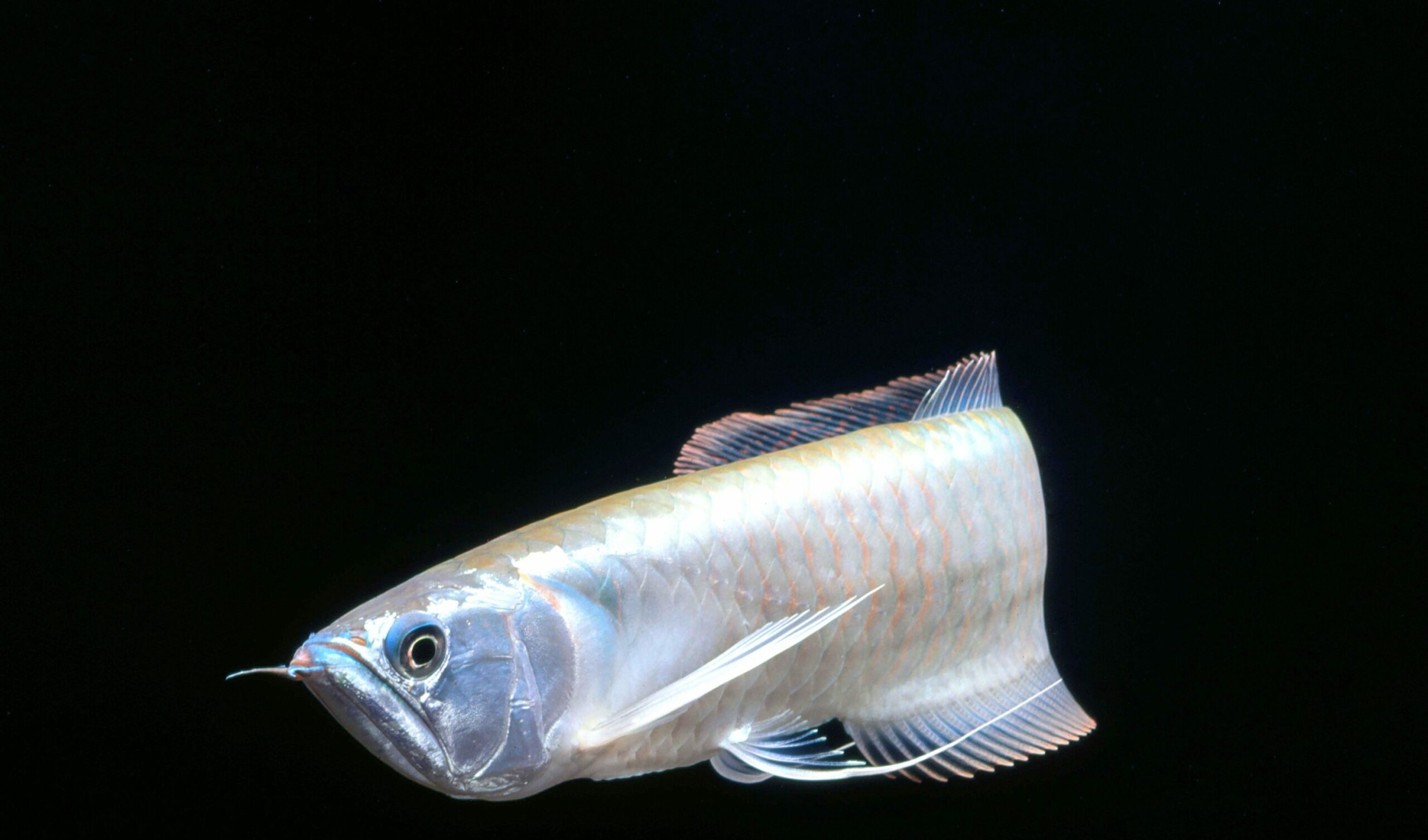 シルバーアロワナ